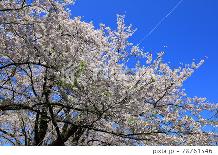 桧木内川堤 満開の桜 桧木内川堤 満開の桜 78761546