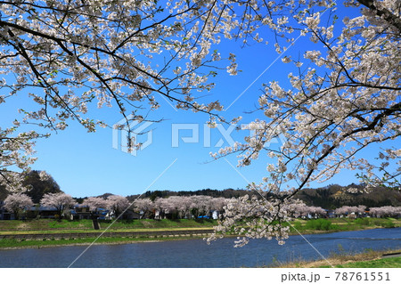 桧木内川堤 満開の桜 桧木内川堤 満開の桜 78761551