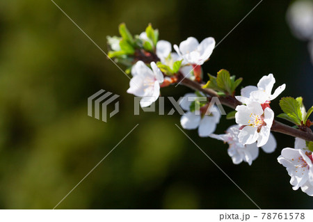 Cherry blossom spring tree 78761578