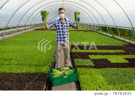 inside the greenhouse a man in a medical mask stands in full growth and holds romaine lettuce in both hands inside the greenhouse a man in a medical mask stands in full growth and holds romaine lettuce in both hands 78761635