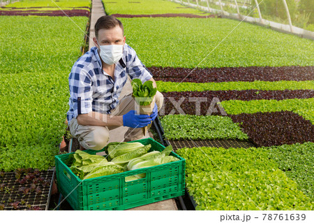 in a greenhouse, a man wearing a medical mask, squatting, harvesting lettuce, concept 78761639
