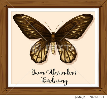 Butterfly On Wooden Frameのイラスト素材