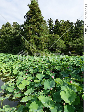 ハス はす 蓮 松が岬公園 ハス はす 蓮 松が岬公園 78762241