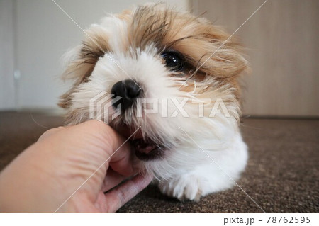 飼い主の手をガジガジと甘噛みする子犬 飼い主の手をガジガジと甘噛みする子犬 78762595