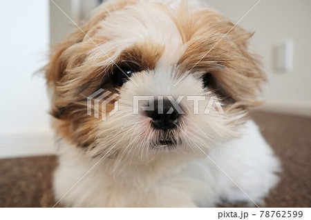 まだトリミングに行けないもふもふボサボサのわんこ まだトリミングに行けないもふもふボサボサのわんこ 78762599
