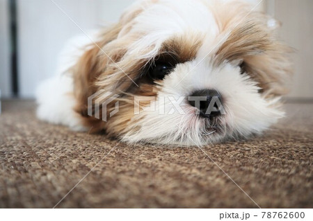 暇を持て余している子犬のシーズー 78762600