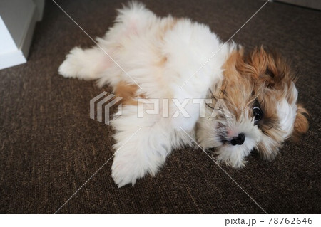 トリミングに行けず暑くてだれている子犬 トリミングに行けず暑くてだれている子犬 78762646