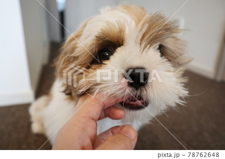人間の手をガジガジしているシーズーの子犬の写真素材