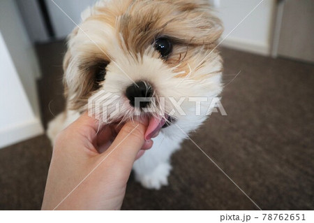 ベロを出して一生懸命ママの手を味見する犬 ベロを出して一生懸命ママの手を味見する犬 78762651