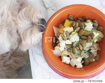 ドッグボウルに入ったごはんを食ようとする小型犬 78763499