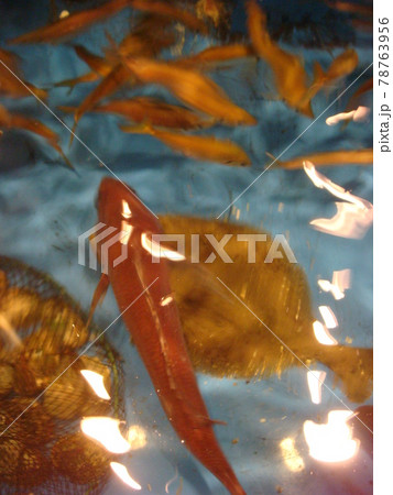 いけすの魚 78763956