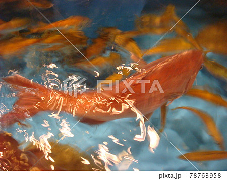 いけすの鯛 78763958