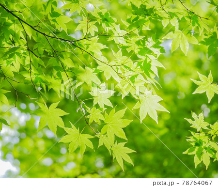 青紅葉1 78764067