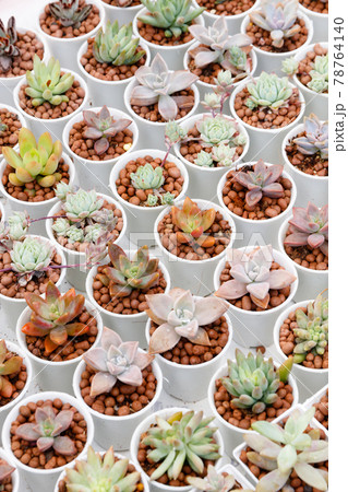Mixed Mini Echeveria Rosette. Mixed Mini Echeveria Rosette. 78764140