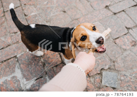 Outdoor Activities For dog puppy Beagles. Games to play with puppies. How to Entertain puppy and adult Beagle. Cute little Beagle puppy and kid boy playing on backyard Outdoor Activities For dog puppy Beagles. Games to play with puppies. How to Entertain puppy and adult Beagle. Cute little Beagle puppy and kid boy playing on backyard 78764193