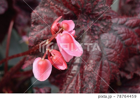 レックスベゴニア 赤黒い葉とピンクの花アップの写真素材