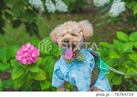 紫陽花と犬 紫陽花と犬 78764729