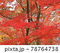 紅葉真っ盛り 78764738