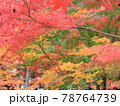 紅葉のグラデーション 78764739