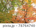 色づき始めた紅葉 78764740