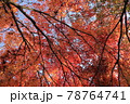 紅葉を見上げる 78764741