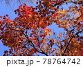 晩秋の紅葉 78764742