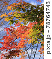 モミジのグラデーション 78764743