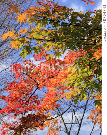 モミジのグラデーション 78764743