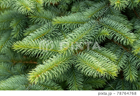 Green spruce branches 78764768