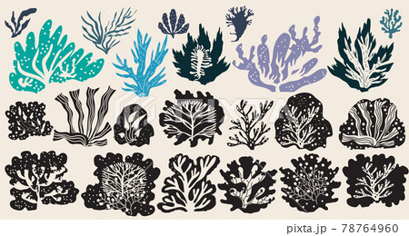 Seaweeds and corals 8 Seaweeds and corals 8 78764960