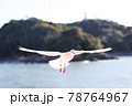 空を飛ぶカモメ 78764967