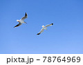 青空を飛ぶカモメ 78764969