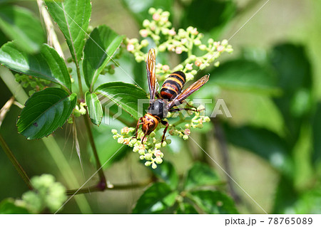 ヒメスズメバチ(埼玉県/6月) ヒメスズメバチ(埼玉県/6月) 78765089