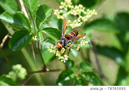 ヒメスズメバチ（埼玉県/6月） 78765093