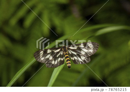 トンボエダシャク トンボエダシャク 78765215