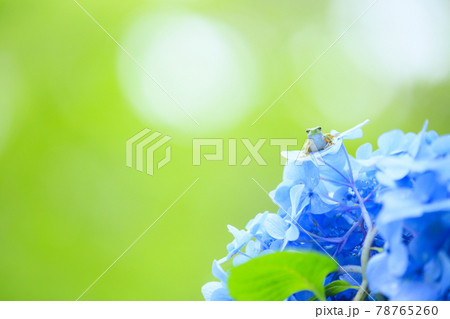 紫陽花の上で微笑むカエル 紫陽花の上で微笑むカエル 78765260