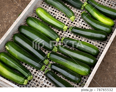 収穫したズッキーニ 78765532