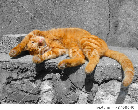 Close up image of the sleeping male cat. 78768040