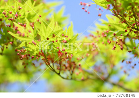 モミジの花 新緑 モミジの花 新緑 78768149