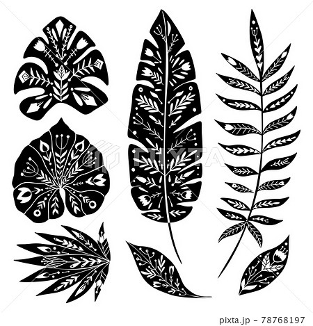 Set of black silhouette of tropical leaves with folk pattern. Vector natural design element. Banana, monstera, palm and liana. Monochrome foliage with decoration Set of black silhouette of tropical leaves with folk pattern. Vector natural design element. Banana, monstera, palm and liana. Monochrome foliage with decoration 78768197