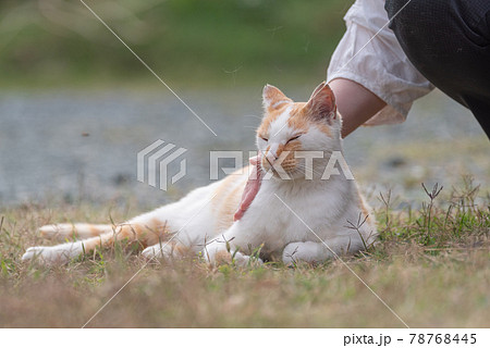 猫と一緒 茶白猫の写真素材