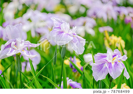 パステルカラーの花しょうぶ 78768499