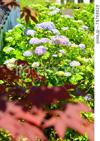 紫陽花 78768929