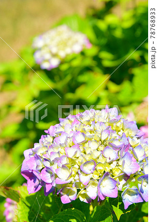 紫陽花 紫陽花 78768933