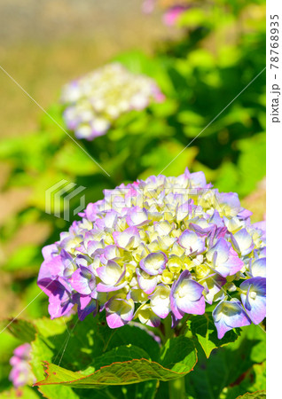 紫陽花 78768935