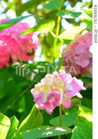 紫陽花 78768938