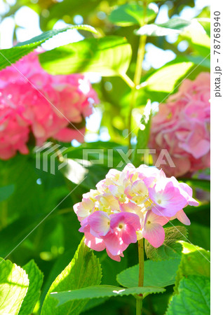紫陽花 紫陽花 78768940