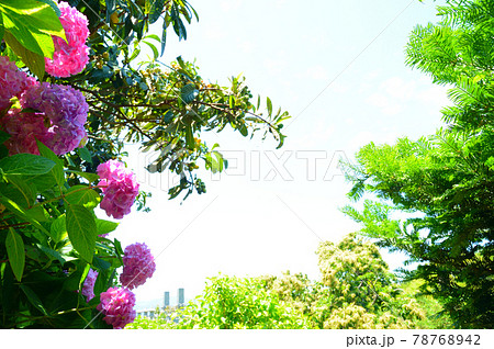 紫陽花 78768942