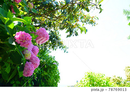 紫陽花 78769013