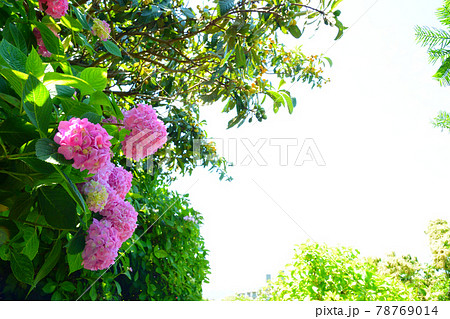 紫陽花 紫陽花 78769014